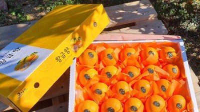 제주 애월에서 온 황금향 선물🎁  달콤한 겨울 선물 준비했어요!